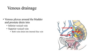 Venous drainage
• Venous plexus around the bladder
and prostate drain into
• Inferior vesical vein
• Superior vesical vein
• Both veins drain into internal iliac vein
 