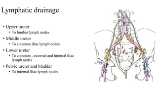Lymphatic drainage
• Upper ureter
• To lumbar lymph nodes
• Middle ureter
• To common iliac lymph nodes
• Lower ureter
• To common , external and internal iliac
lymph nodes
• Pelvic ureter and bladder
• To internal iliac lymph nodes
 