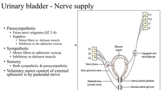 Urinary bladder - Nerve supply
• Parasympathetic
• From nervi erigentes (S2 3 4)
• Supplies
• Motor fibers to detrusor muscle
• Inhibitory to the sphincter vesicae
• Sympathetic
• Motor fibers to sphincter vesicae
• Inhibitory to detrusor muscle
• Sensory
• Both sympathetic & parasympathetic
• Voluntary motor control of external
sphincter is by pudendal nerve
Anatomy
 