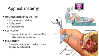 Applied anatomy
• Obstruction in urine outflow
• Hypertrophy of bladder
• Hydroureter
• Hydronephrosis
• Cystoscopy
• Examining interior of urinary bladder
• By a hollow tube with a lens
• Pyelography
• Examining ureter and renal pelvis and
calyces by radiograph
 