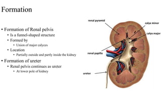 Formation
• Formation of Renal pelvis
• Is a funnel-shaped structure
• Formed by
• Union of major calyces
• Location
• Partially outside and partly inside the kidney
• Formation of ureter
• Renal pelvis continues as ureter
• At lower pole of kidney
 