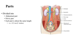 Parts
• Divided into
• Abdominal part
• Pelvic part
• Each part is about the same length
• i.e., 12.5 cm (5 inches)
 