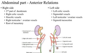 Abdominal part - Anterior Relations
• Left side
• Left colic vessels
• Sigmoidal vessels
• Left testicular / ovarian vessels
• Sigmoid mesocolon
• Right side
• 2nd part of duodenum
• Right colic vessels
• Iliocolic vessels
• Right testicular / ovarian vessels
• Root of mesentery
 