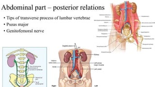 • Tips of transverse process of lumbar vertebrae
• Psoas major
• Genitofemoral nerve
Abdominal part – posterior relations
 