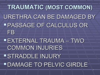 2121
TRAUMATICTRAUMATIC (MOST COMMON)(MOST COMMON)
URETHRA CAN BE DAMAGED BYURETHRA CAN BE DAMAGED BY
PASSAGE OF CALCULUS ORPASSAGE OF CALCULUS OR
FBFB
EXTERNAL TRAUMA – TWOEXTERNAL TRAUMA – TWO
COMMON INJURIESCOMMON INJURIES
STRADDLE INJURYSTRADDLE INJURY
DAMAGE TO PELVIC GIRDLEDAMAGE TO PELVIC GIRDLE
 