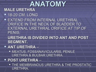 33
ANATOMYANATOMY
MALE URETHRAMALE URETHRA
 18-20 CM. LONG18-20 CM. LONG
 EXTEND FROM INTERNAL URETHRALEXTEND FROM INTERNAL URETHRAL
ORIFICE IN THE NECK OF BLADDER TOORIFICE IN THE NECK OF BLADDER TO
EXTERNAL URETHRAL ORIFICE AT TIP OFEXTERNAL URETHRAL ORIFICE AT TIP OF
PENIS.PENIS.
URETHRA IS DIVIDED INTO ANT AND POSTURETHRA IS DIVIDED INTO ANT AND POST
SEGMENT.SEGMENT.
 ANT URETHRAANT URETHRA ––
 MEATUS, FOSSANAVICULARIS, PENILEMEATUS, FOSSANAVICULARIS, PENILE
URETHRA & BULBAR URETHRA.URETHRA & BULBAR URETHRA.
 POST URETHRAPOST URETHRA ––
 THE MEMBRANOUS URETHRA & THE PROSTATICTHE MEMBRANOUS URETHRA & THE PROSTATIC
URETHRA.URETHRA.
 