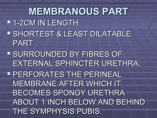 88
MEMBRANOUS PARTMEMBRANOUS PART
 1-2CM IN LENGTH1-2CM IN LENGTH
 SHORTEST & LEAST DILATABLESHORTEST & LEAST DILATABLE
PARTPART
 SURROUNDED BY FIBRES OFSURROUNDED BY FIBRES OF
EXTERNAL SPHINCTER URETHRA.EXTERNAL SPHINCTER URETHRA.
 PERFORATES THE PERINEALPERFORATES THE PERINEAL
MEMBRANE AFTER WHICH ITMEMBRANE AFTER WHICH IT
BECOMES SPONGY URETHRABECOMES SPONGY URETHRA
ABOUT 1 INCH BELOW AND BEHINDABOUT 1 INCH BELOW AND BEHIND
THE SYMPHYSIS PUBIS.THE SYMPHYSIS PUBIS.
 