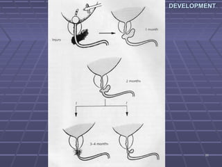 8686
DEVELOPMENTDEVELOPMENT
 