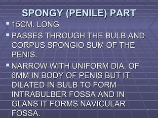 99
SPONGY (PENILE) PARTSPONGY (PENILE) PART
 15CM. LONG15CM. LONG
 PASSES THROUGH THE BULB ANDPASSES THROUGH THE BULB AND
CORPUS SPONGIO SUM OF THECORPUS SPONGIO SUM OF THE
PENIS.PENIS.
 NARROW WITH UNIFORM DIA. OFNARROW WITH UNIFORM DIA. OF
6MM IN BODY OF PENIS BUT IT6MM IN BODY OF PENIS BUT IT
DILATED IN BULB TO FORMDILATED IN BULB TO FORM
INTRABULBER FOSSA AND ININTRABULBER FOSSA AND IN
GLANS IT FORMS NAVICULARGLANS IT FORMS NAVICULAR
FOSSA.FOSSA.
 