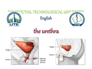 EQUINOCTIAL TECHNOLOGICAL UNIVERSITY
English
the urethra
 