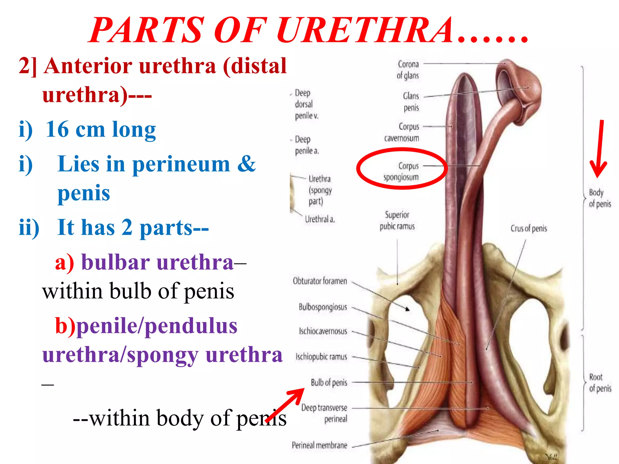 Urethra 170529044257 pdf urethra-170529044257-pdf