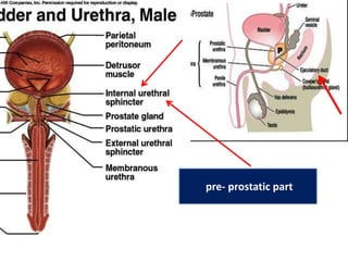 urethra-170529044257.pdf