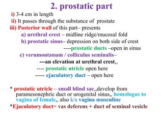 urethra-170529044257.pdf