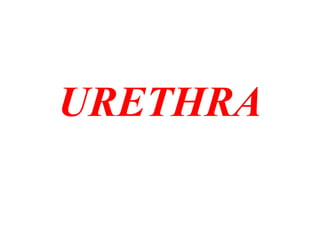 URETHRA
 