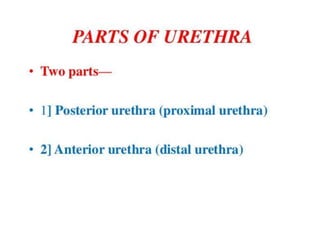 Urethra | PPTX