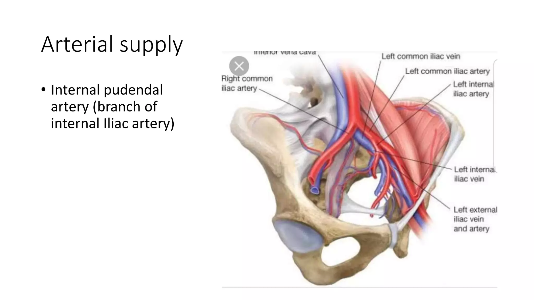 Arterial supply
• Internal pudendal
artery (branch of
internal Iliac artery)