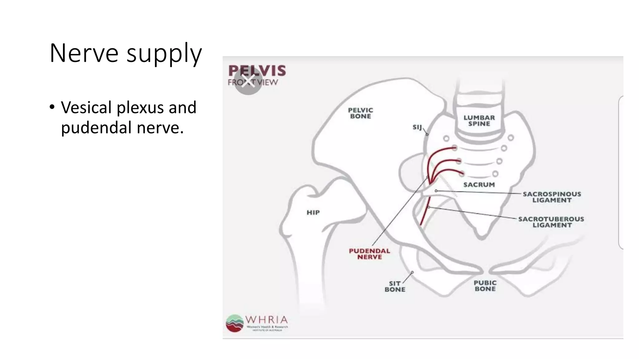 Nerve supply
• Vesical plexus and
pudendal nerve.
