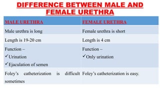 Amatomy urethra-240130100558-5a9b9119.pptx