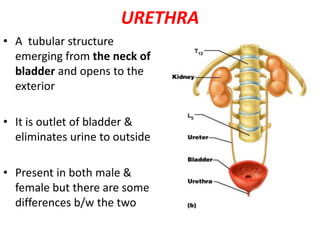URETHRA
• A tubular structure
emerging from the neck of
bladder and opens to the
exterior
• It is outlet of bladder &
eliminates urine to outside
• Present in both male &
female but there are some
differences b/w the two
 