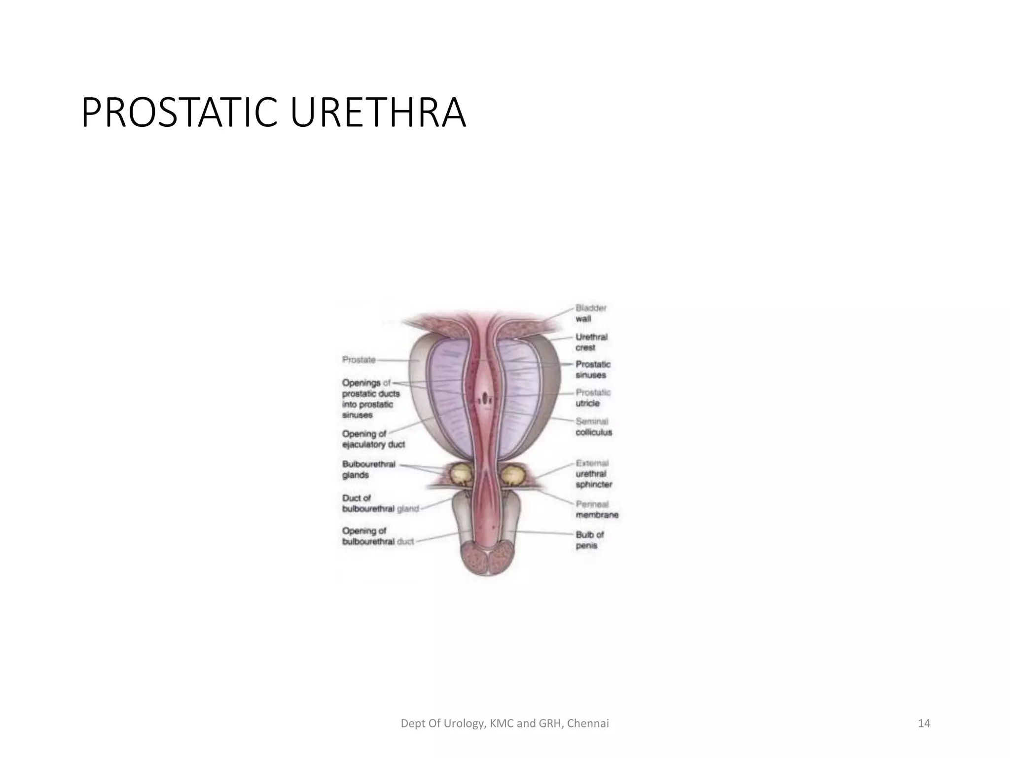Urethra anatomy 1 | PDF | Sexual Health | Diseases and Conditions