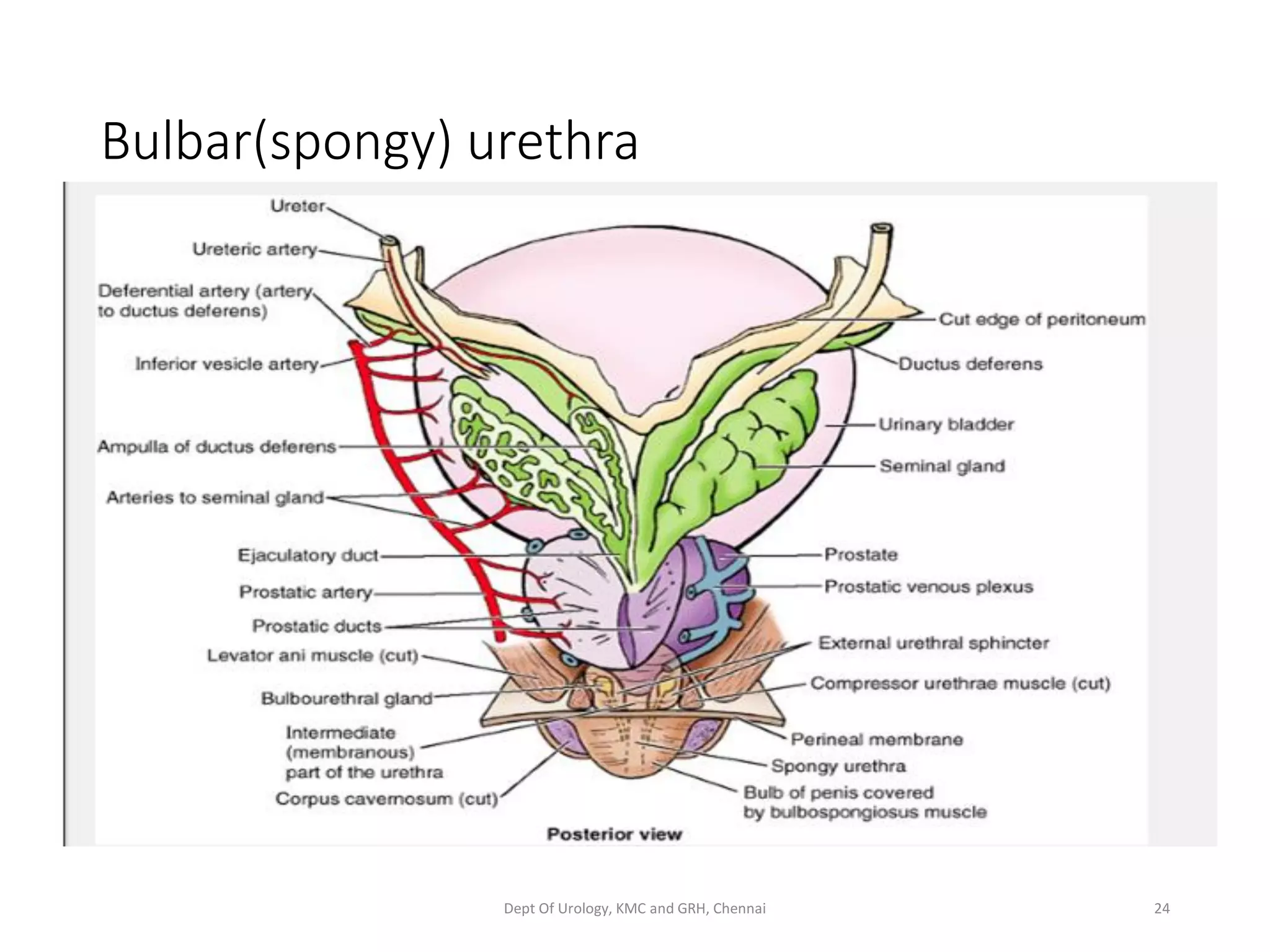 Urethra anatomy 1 | PDF | Sexual Health | Diseases and Conditions