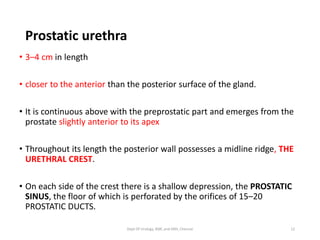 Urethra anatomy 1 | PDF