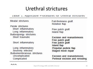 Urethra anatomy 2 | PDF