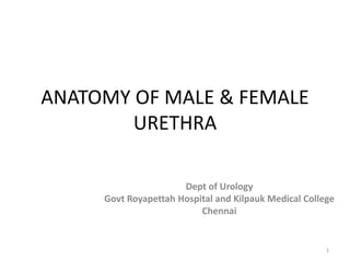 ANATOMY OF MALE & FEMALE
URETHRA
Dept of Urology
Govt Royapettah Hospital and Kilpauk Medical College
Chennai
1
 