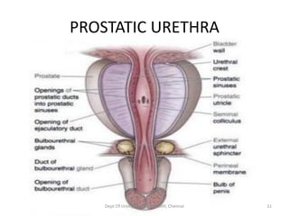 Urethra anatomy 2 | PPT