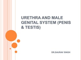 URETHRA AND MALE
GENITAL SYSTEM (PENIS
& TESTIS)

DR.SAURAV SINGH

 