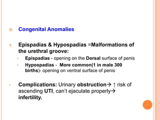Urethra and male genital system | PPTX