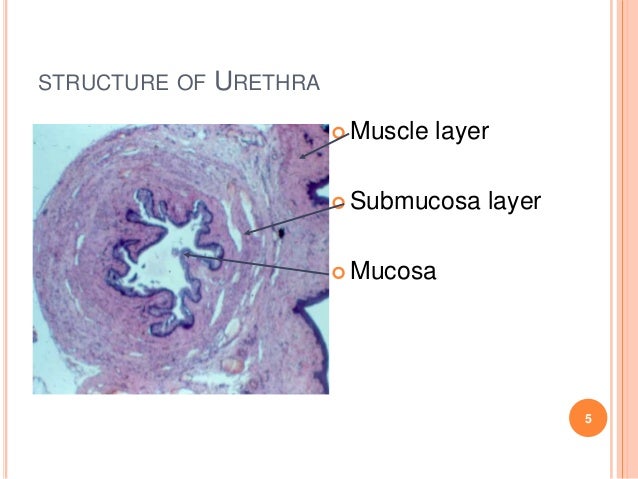 Urethra and male genital system