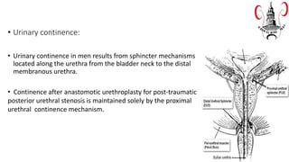• Urinary continence:
• Urinary continence in men results from sphincter mechanisms
located along the urethra from the bladder neck to the distal
membranous urethra.
• Continence after anastomotic urethroplasty for post-traumatic
posterior urethral stenosis is maintained solely by the proximal
urethral continence mechanism.
 