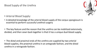 Blood Supply of the Urethra
• Arterial Blood Supply:
• A detailed knowledge of the arterial blood supply of the corpus spongiosum is
essential to perform successful urethral surgery
• The key feature and the reason that the urethra can be mobilized extensively,
divided, and then sewn back together is that it has a unique dual blood supply.
• The distal and proximal ends of the urethra are supplied by two arterial
blood supplies, the proximal urethra in an antegrade fashion, and the distal
urethra in a retrograde fashion.
 