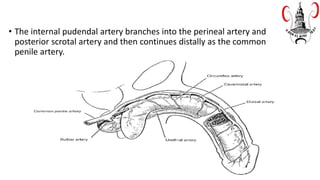 • The internal pudendal artery branches into the perineal artery and
posterior scrotal artery and then continues distally as the common
penile artery.
 