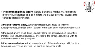 • The common penile artery travels along the medial margin of the
inferior pubic ramus and as it nears the bulbar urethra, divides into
three terminal branches:
1) the bulbourethral artery, which penetrates Buck’s fascia to enter the
bulbospongiosus, oriented almost parallel to the path of the membranous urethra.
2) the dorsal artery, which travels dorsally along the penis giving off circumflex
branches (the circumflex cavernosal arteries) to the corpus spongiosum with its
terminal branches in the glans penis.
3) the cavernosal artery as the terminal branch of the penile artery, which enters
the corpus cavernosum and runs the length of the penile shaft.
 