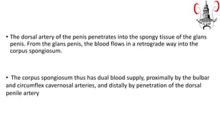• The dorsal artery of the penis penetrates into the spongy tissue of the glans
penis. From the glans penis, the blood flows in a retrograde way into the
corpus spongiosum.
• The corpus spongiosum thus has dual blood supply, proximally by the bulbar
and circumflex cavernosal arteries, and distally by penetration of the dorsal
penile artery
 