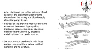 • After division of the bulbar arteries, blood
supply of the proximal bulbar urethra
depends on the retrograde blood supply
along its spongy tissue.
• necrosis of the proximal mobilized urethra
can result from sever hypospadias,
incidental spongiofibrosis, or division of
distal collateral vessels by excessive
mobilization of the penile urethra.
• So, anastomotic urethroplasty in those
patients can result is proximal urethral
ischemia and re-stricture.
 