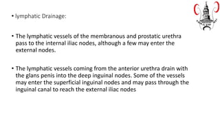 • lymphatic Drainage:
• The lymphatic vessels of the membranous and prostatic urethra
pass to the internal iliac nodes, although a few may enter the
external nodes.
• The lymphatic vessels coming from the anterior urethra drain with
the glans penis into the deep inguinal nodes. Some of the vessels
may enter the superficial inguinal nodes and may pass through the
inguinal canal to reach the external iliac nodes
 