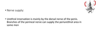 • Nerve supply:
• Urethral innervation is mainly by the dorsal nerve of the penis.
Branches of the perineal nerve can supply the periurethral area in
some men
 