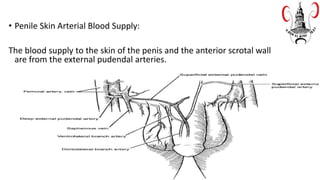 • Penile Skin Arterial Blood Supply:
The blood supply to the skin of the penis and the anterior scrotal wall
are from the external pudendal arteries.
 