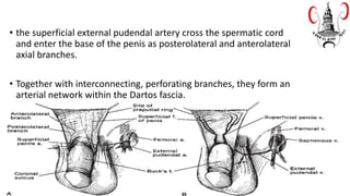 • the superficial external pudendal artery cross the spermatic cord
and enter the base of the penis as posterolateral and anterolateral
axial branches.
• Together with interconnecting, perforating branches, they form an
arterial network within the Dartos fascia.
 