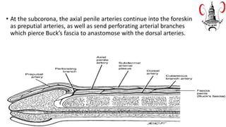 • At the subcorona, the axial penile arteries continue into the foreskin
as preputial arteries, as well as send perforating arterial branches
which pierce Buck’s fascia to anastomose with the dorsal arteries.
 