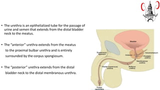 • The urethra is an epithelialized tube for the passage of
urine and semen that extends from the distal bladder
neck to the meatus.
• The “anterior” urethra extends from the meatus
to the proximal bulbar urethra and is entirely
surrounded by the corpus spongiosum.
• The “posterior” urethra extends from the distal
bladder neck to the distal membranous urethra.
 