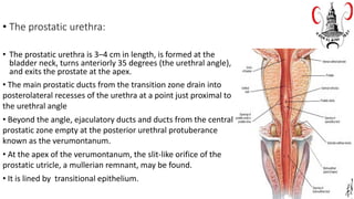 • The prostatic urethra:
• The prostatic urethra is 3–4 cm in length, is formed at the
bladder neck, turns anteriorly 35 degrees (the urethral angle),
and exits the prostate at the apex.
• The main prostatic ducts from the transition zone drain into
posterolateral recesses of the urethra at a point just proximal to
the urethral angle
• Beyond the angle, ejaculatory ducts and ducts from the central
prostatic zone empty at the posterior urethral protuberance
known as the verumontanum.
• At the apex of the verumontanum, the slit-like orifice of the
prostatic utricle, a mullerian remnant, may be found.
• It is lined by transitional epithelium.
 