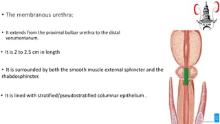 • The membranous urethra:
• It extends from the proximal bulbar urethra to the distal
verumontanum.
• It is 2 to 2.5 cm in length
• It is surrounded by both the smooth muscle external sphincter and the
rhabdosphincter.
• It is lined with stratified/pseudostratified columnar epithelium .
 
