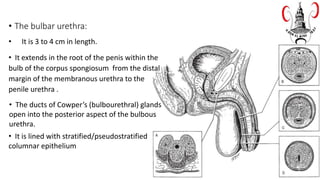 • The bulbar urethra:
• It is 3 to 4 cm in length.
• It extends in the root of the penis within the
bulb of the corpus spongiosum from the distal
margin of the membranous urethra to the
penile urethra .
• The ducts of Cowper’s (bulbourethral) glands
open into the posterior aspect of the bulbous
urethra.
• It is lined with stratified/pseudostratified
columnar epithelium
 