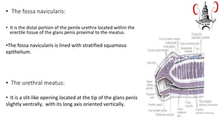 • The fossa navicularis:
• It is the distal portion of the penile urethra located within the
erectile tissue of the glans penis proximal to the meatus.
• The urethral meatus:
• It is a slit-like opening located at the tip of the glans penis
slightly ventrally, with its long axis oriented vertically.
•The fossa navicularis is lined with stratified squamous
epithelium.
 
