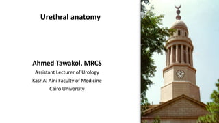 Urethral anatomy
Ahmed Tawakol, MRCS
Assistant Lecturer of Urology
Kasr Al Aini Faculty of Medicine
Cairo University
 