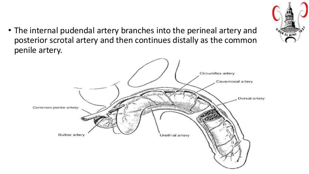 Urethral anatomy